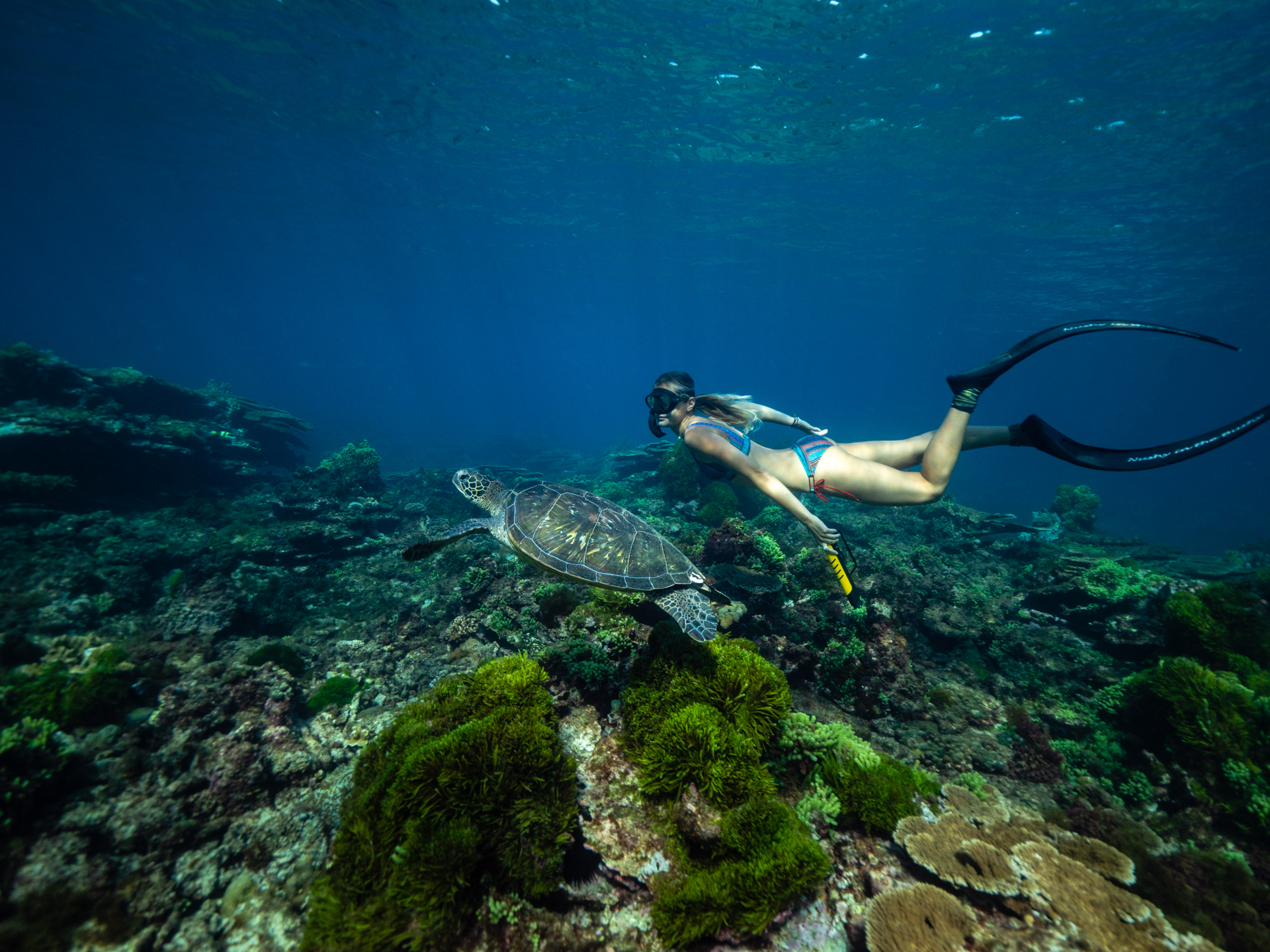 The World’s First Handheld Electrical Shark Deterrent